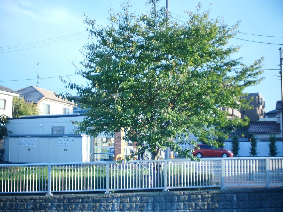 Arriflex-cinegon 1:1.4/16mm 　オールド・レンズ