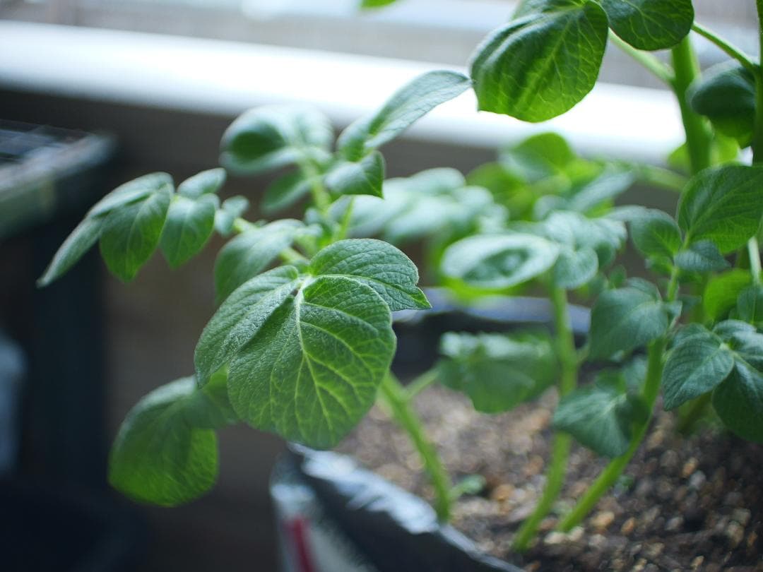 Arriflex-cinegon 1:1.4/16mm 　オールド・レンズ