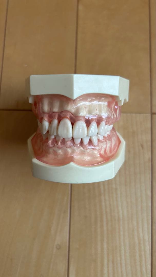 歯科衛生士顎模型ニッシンマネキン セット説明書付き