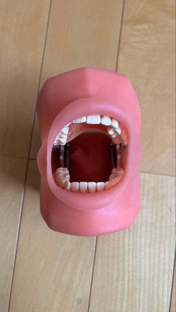 歯科衛生士顎模型ニッシンマネキン セット説明書付き