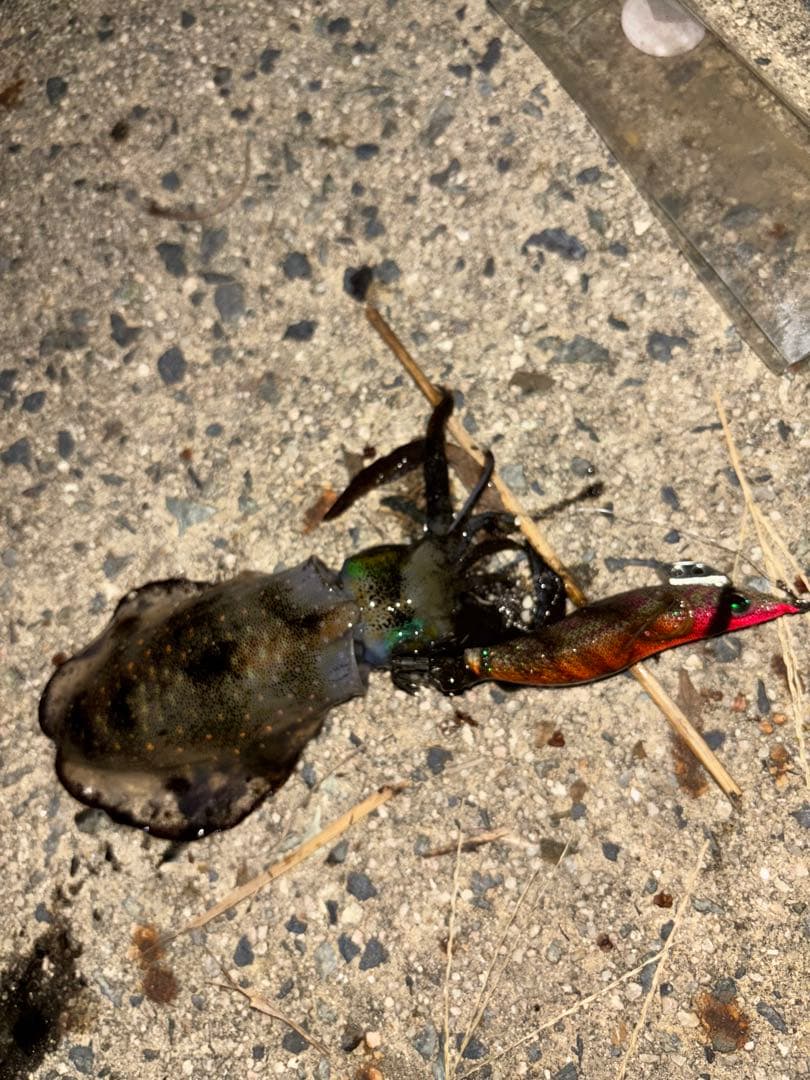 【匿名配送】ダイワ 23レガリス LT2500S-DH【一度のみ使用、実釣果有】