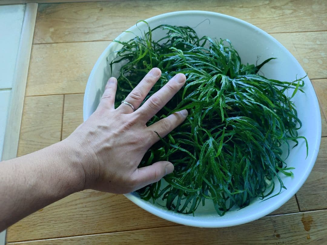 【超特価】ミクロソリウムトライデント　200葉以上　ブセsp（おまけ）