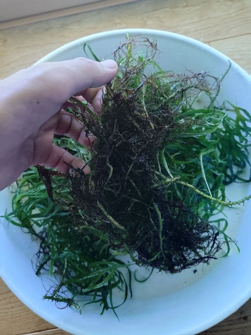 【超特価】ミクロソリウムトライデント　200葉以上　ブセsp（おまけ）