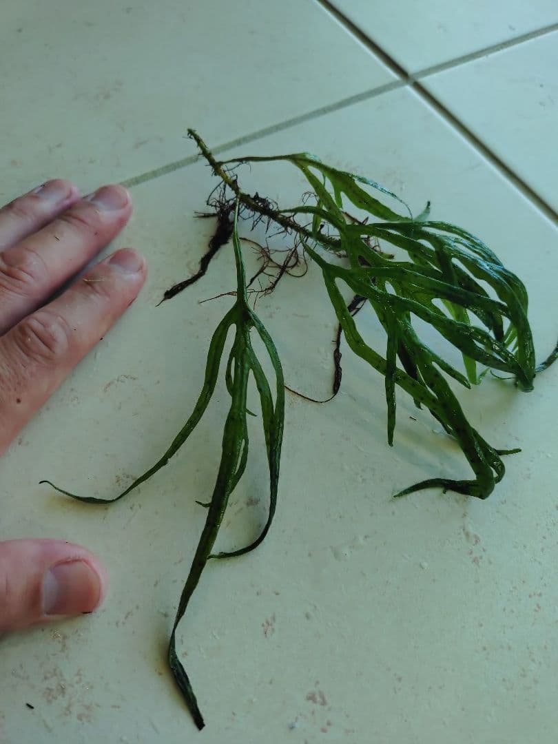 【超特価】ミクロソリウムトライデント　200葉以上　ブセsp（おまけ）