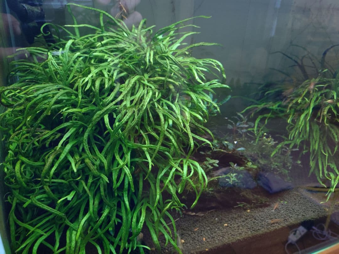 【超特価】ミクロソリウムトライデント　200葉以上　ブセsp（おまけ）