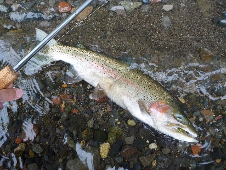 フライロッドLoop Opti Switch 10'7\" #8 4pcs