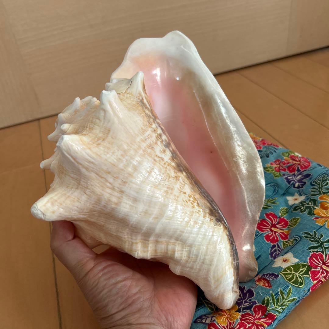 コンク貝の法螺貝