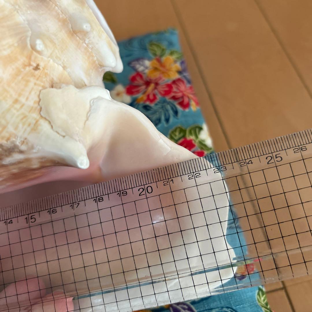 コンク貝の法螺貝