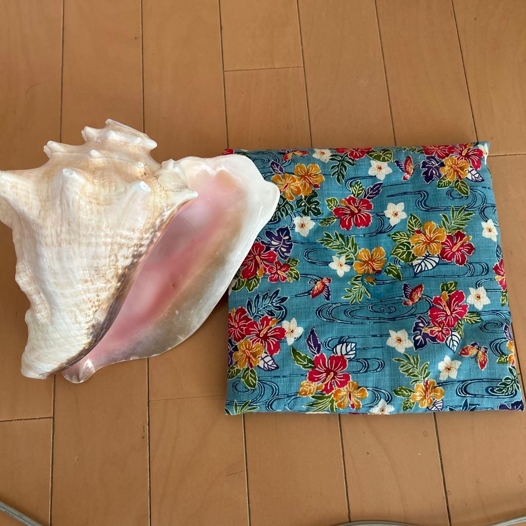 コンク貝の法螺貝