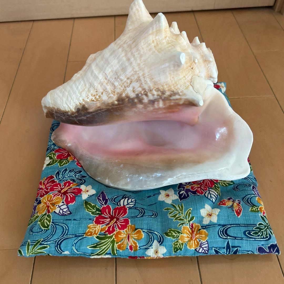 コンク貝の法螺貝