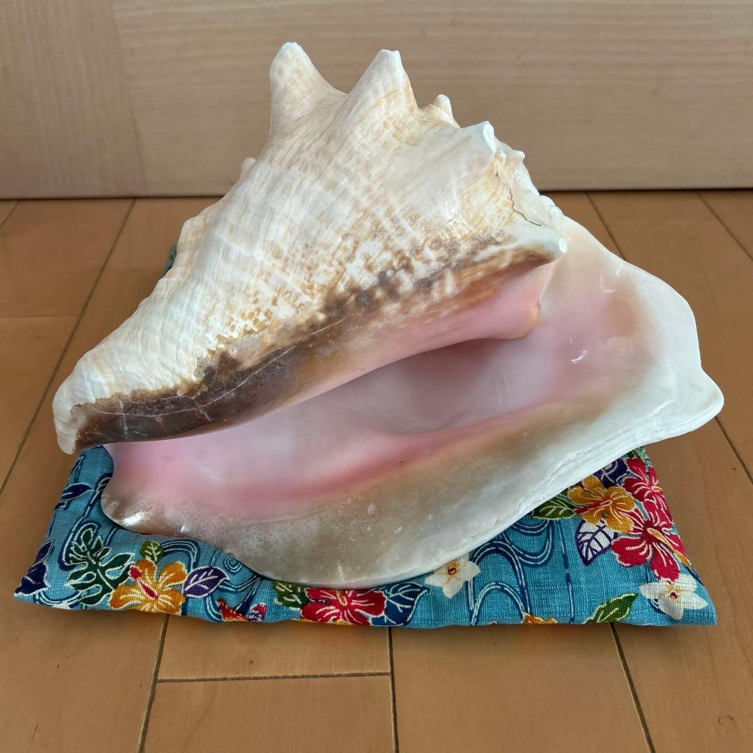 コンク貝の法螺貝