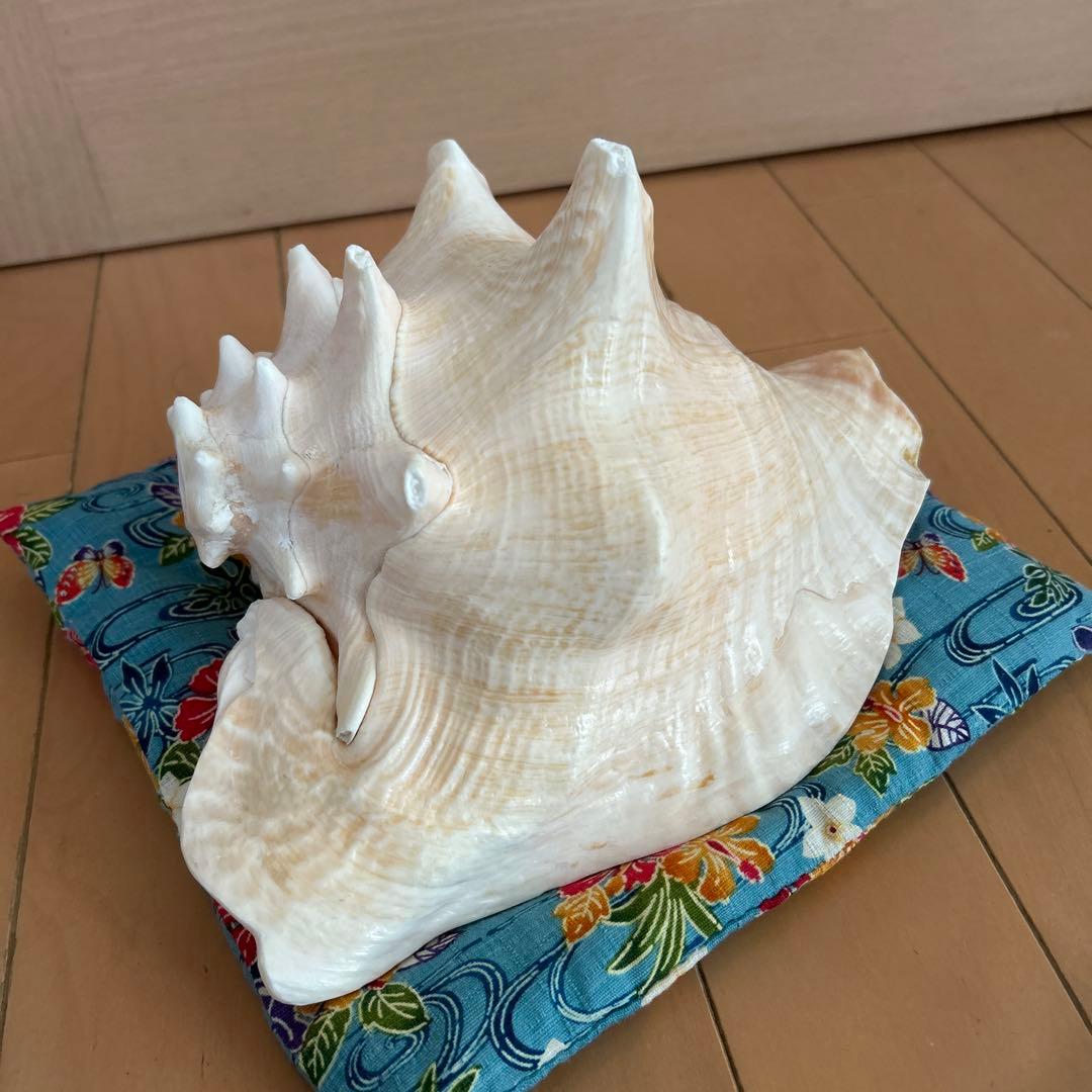 コンク貝の法螺貝