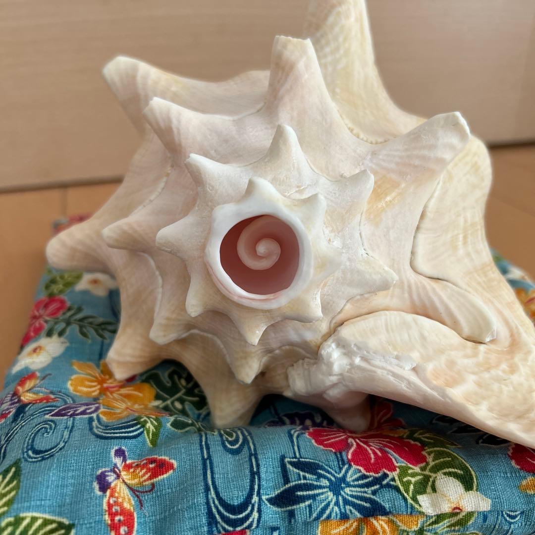 コンク貝の法螺貝