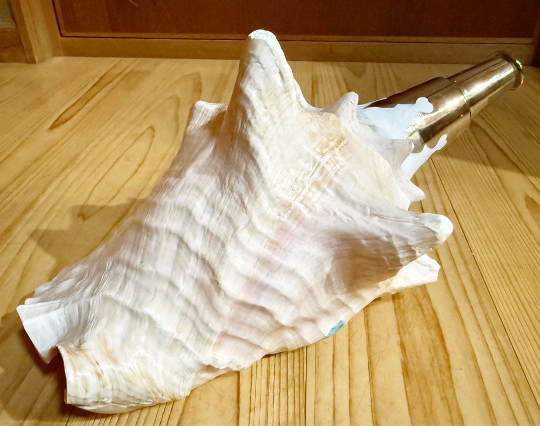 希少古代特大肉厚桃色法螺貝　（ピンク貝）法螺貝　ほら貝　ホラガイ❣️コンク貝笛