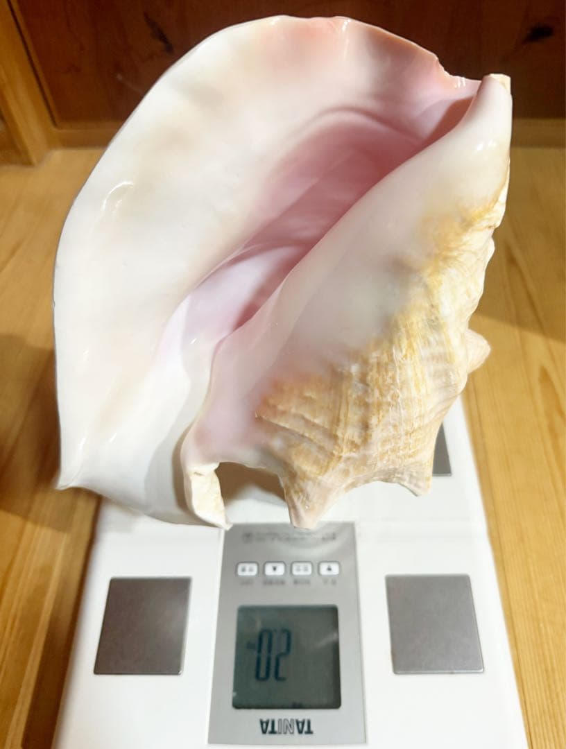 希少古代特大肉厚桃色法螺貝　（ピンク貝）法螺貝　ほら貝　ホラガイ❣️コンク貝笛