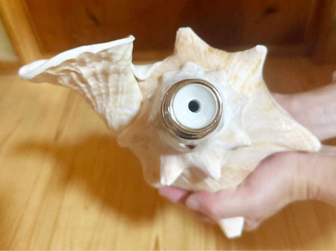 希少古代特大肉厚桃色法螺貝　（ピンク貝）法螺貝　ほら貝　ホラガイ❣️コンク貝笛