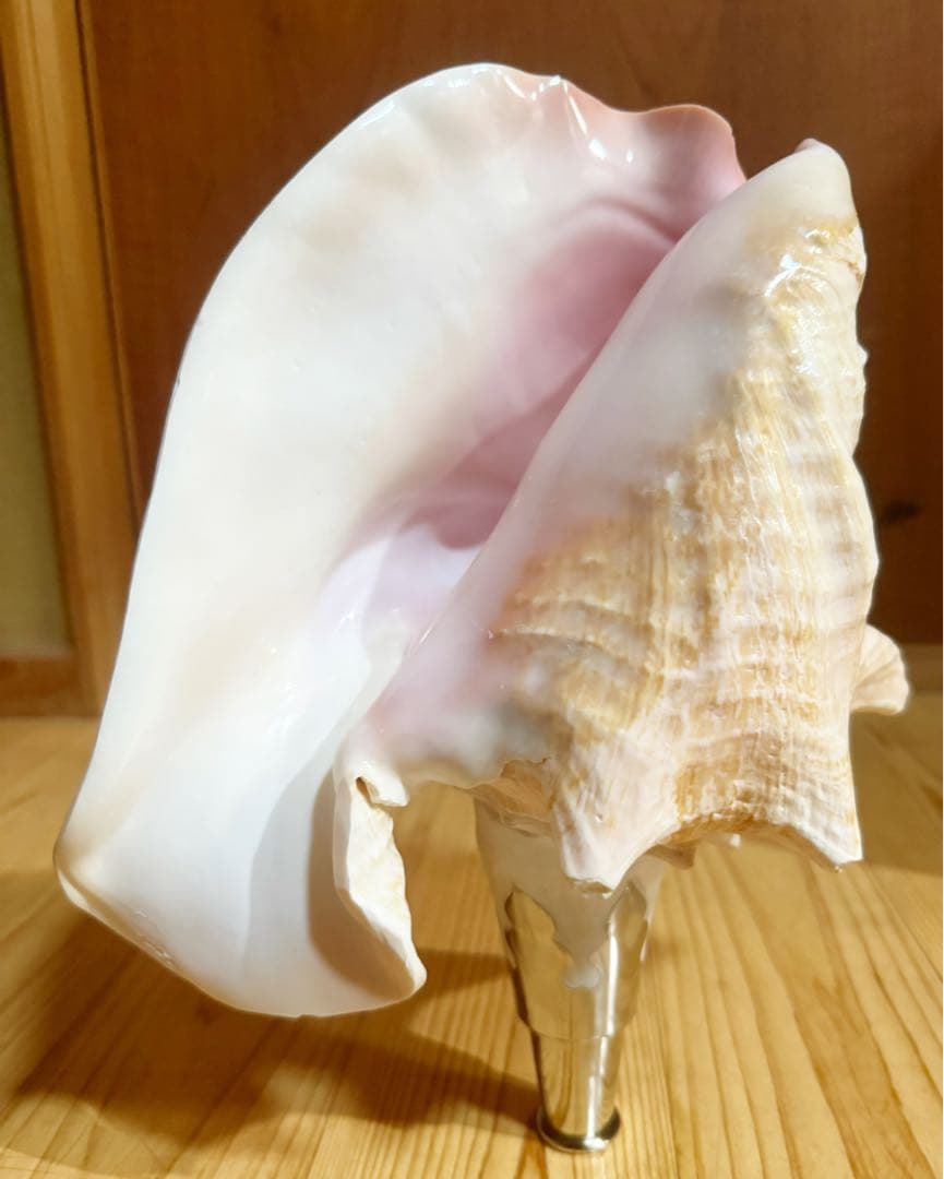 希少古代特大肉厚桃色法螺貝　（ピンク貝）法螺貝　ほら貝　ホラガイ❣️コンク貝笛
