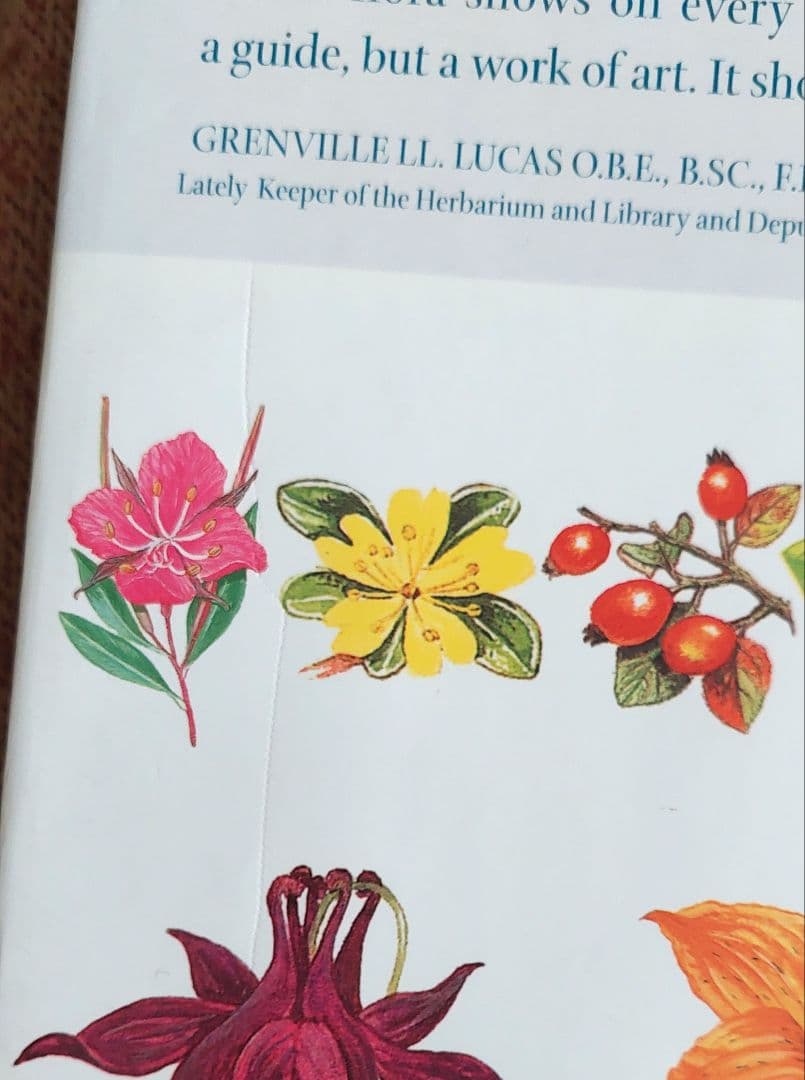 古書 希少 Familiar Wild Flowers 植物図鑑　洋書　イギリス