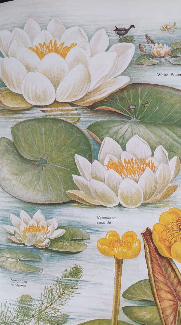 古書 希少 Familiar Wild Flowers 植物図鑑　洋書　イギリス