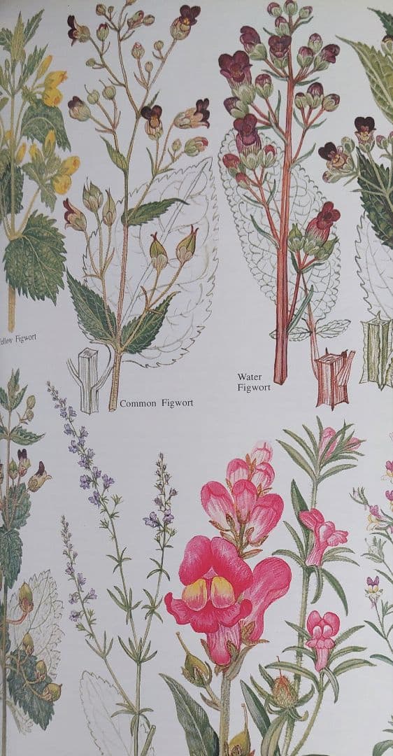 古書 希少 Familiar Wild Flowers 植物図鑑　洋書　イギリス