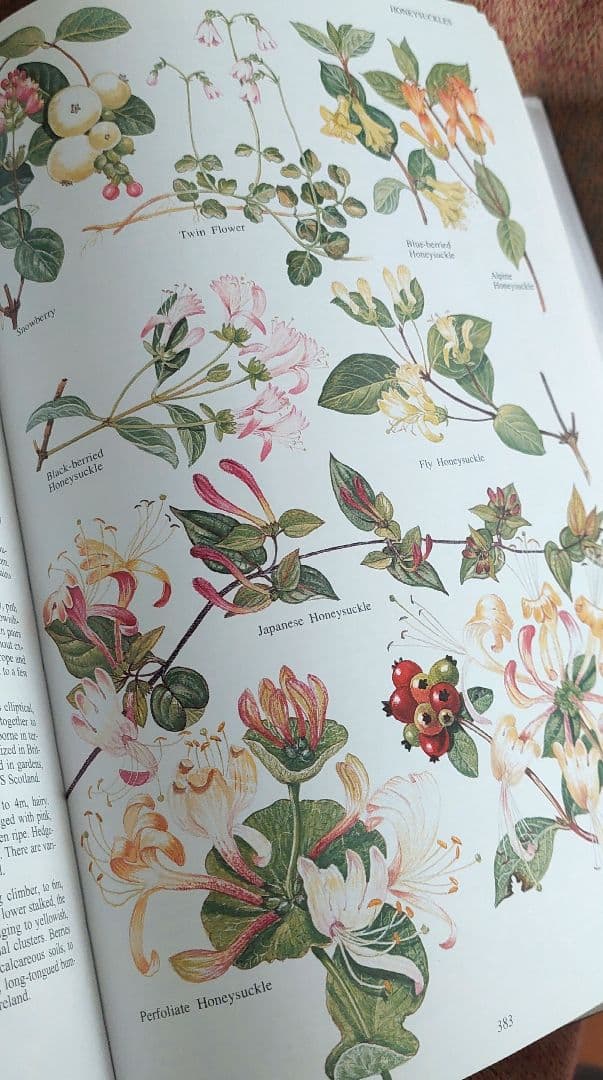 古書 希少 Familiar Wild Flowers 植物図鑑　洋書　イギリス