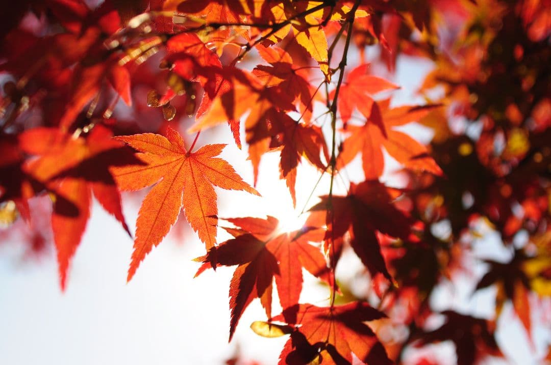 【レア】Tokina AT-X PRO 35mm F2.8 DX Macro