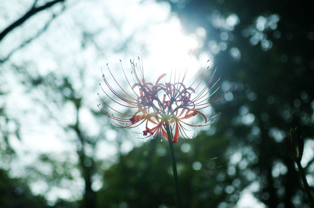 【レア】Tokina AT-X PRO 35mm F2.8 DX Macro