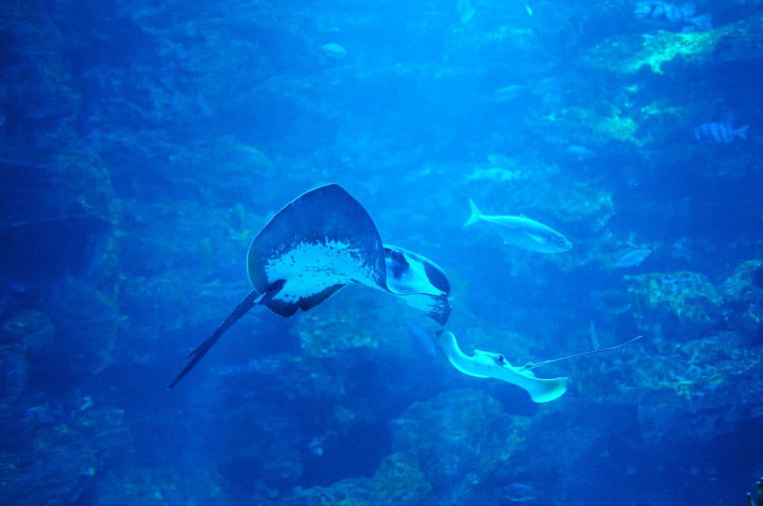 【レア】Tokina AT-X PRO 35mm F2.8 DX Macro