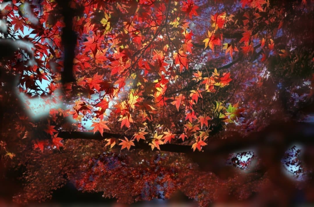 MINOLTA TC-1 コンパクトフィルムカメラ【中古】