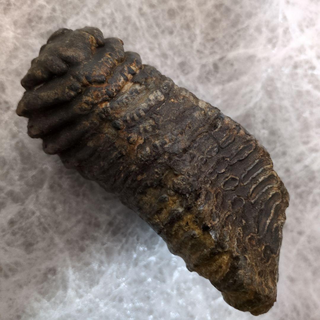 （希少）マンモス ナウマンゾウ 歯化石 臼歯