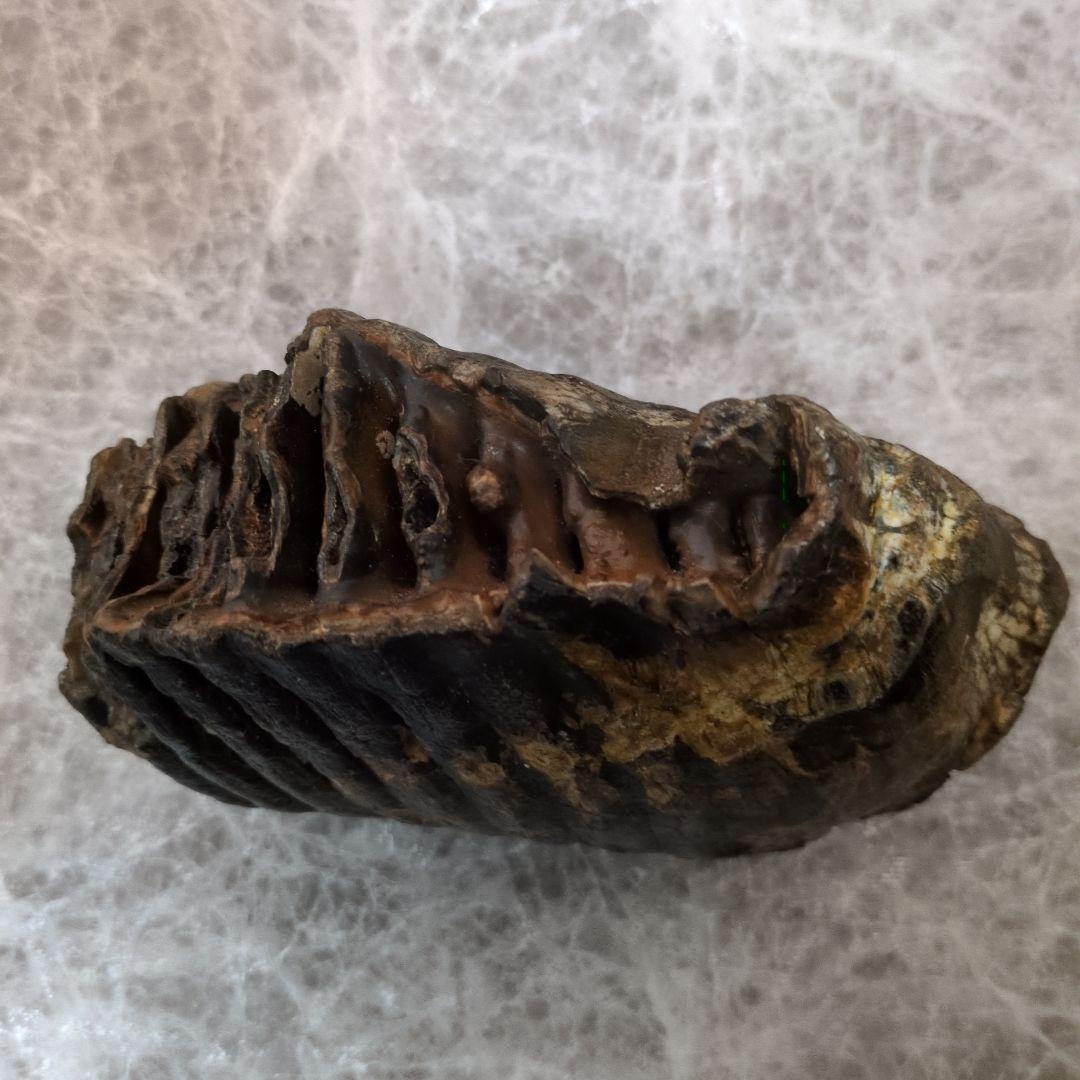 （希少）マンモス ナウマンゾウ 歯化石 臼歯