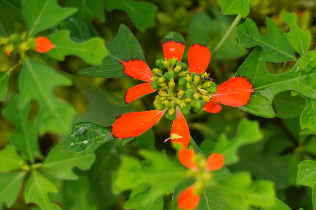 SONY E 18-200mm F3.5-6.3 OSS レンズ