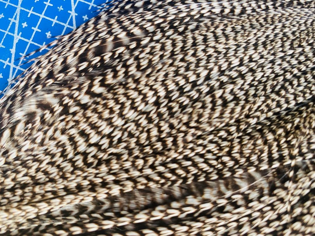 WHITING ハックル ホワイティング グリズリーフライフライマテリアル