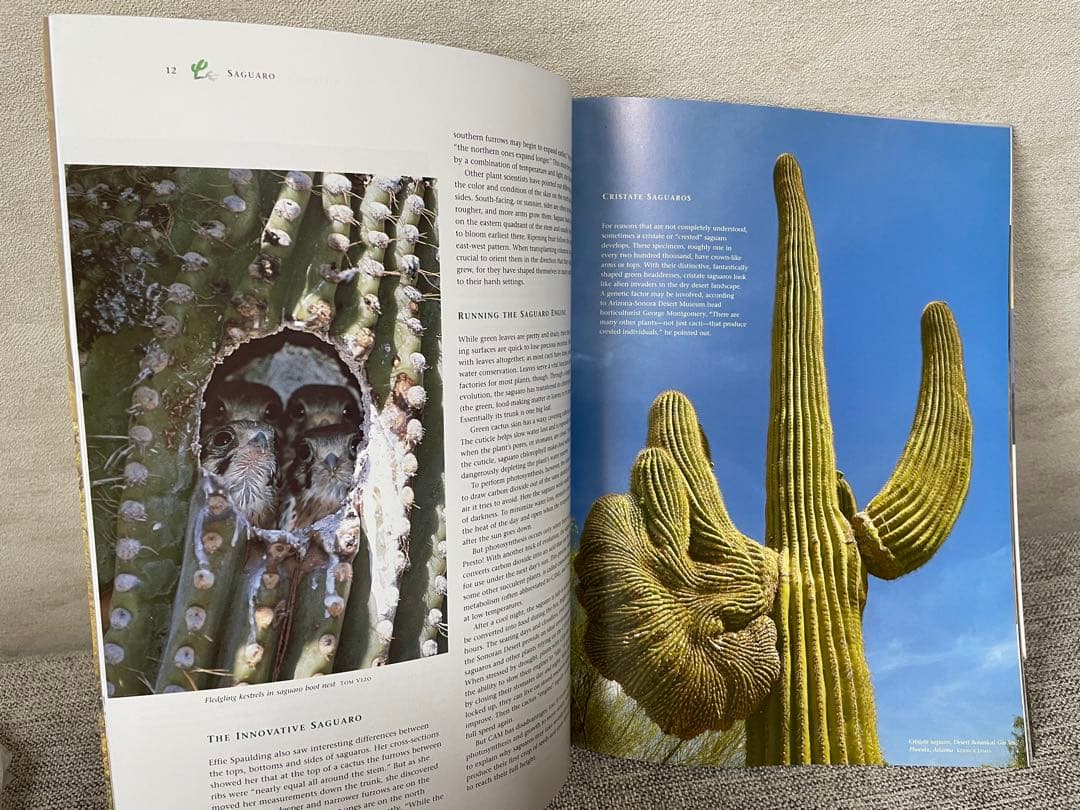 【希少 新品未使用】Saguaro the desert giant