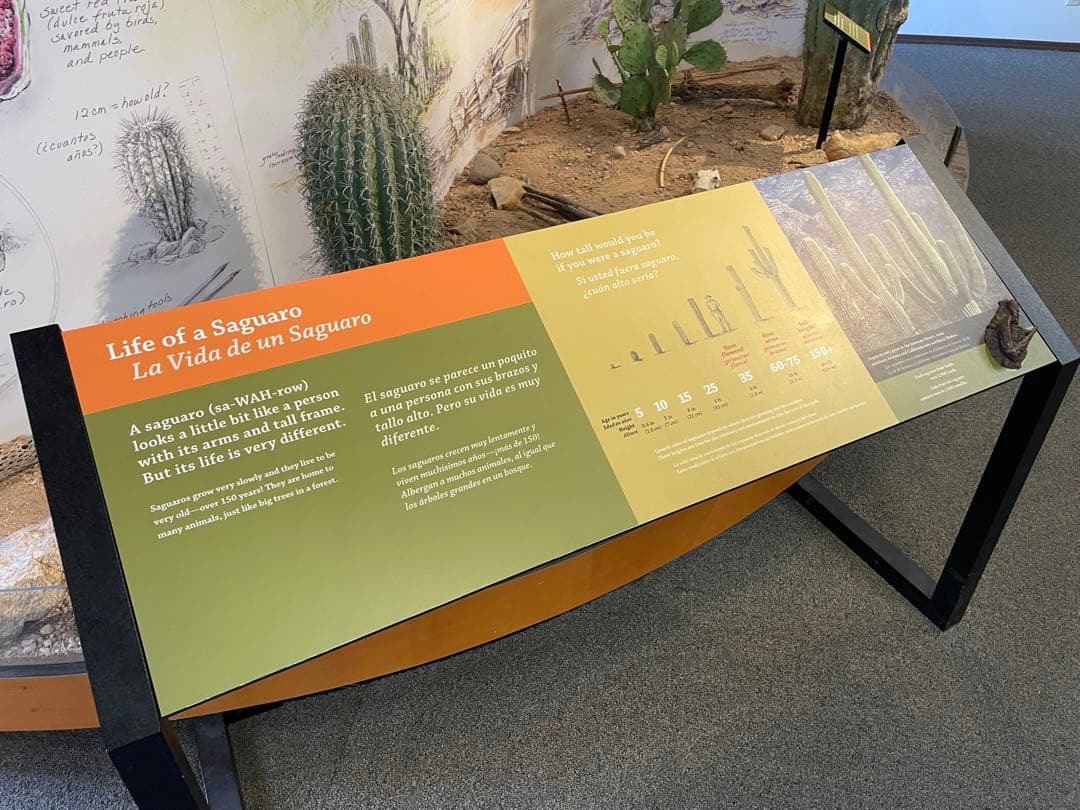 【希少 新品未使用】Saguaro the desert giant