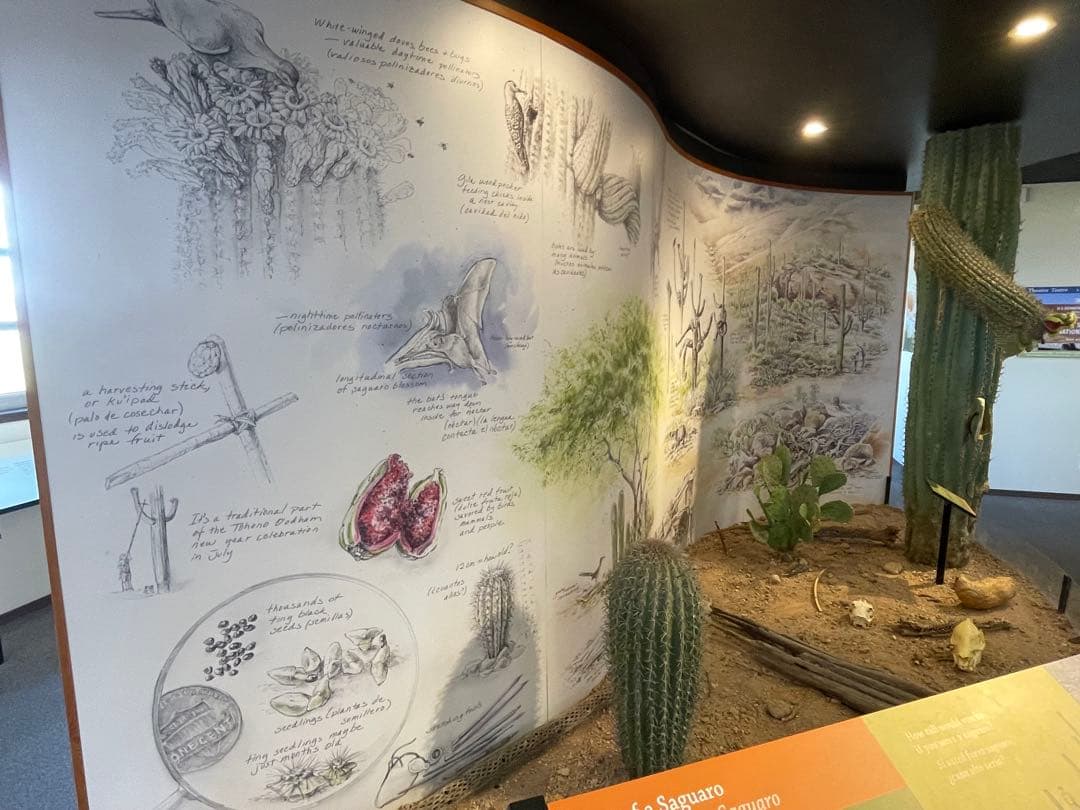 【希少 新品未使用】Saguaro the desert giant