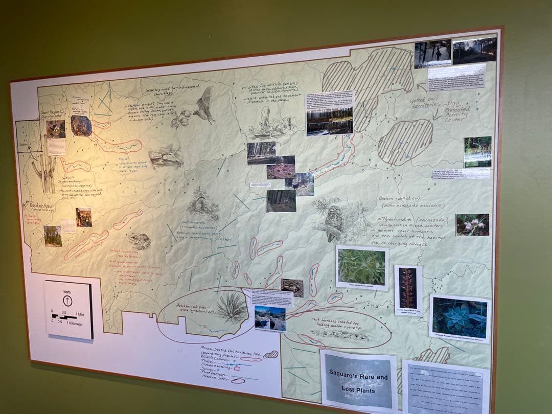 【希少 新品未使用】Saguaro the desert giant