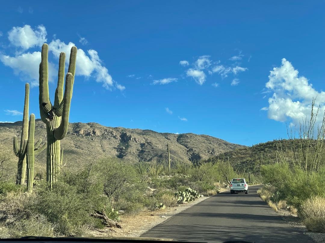 【希少 新品未使用】Saguaro the desert giant