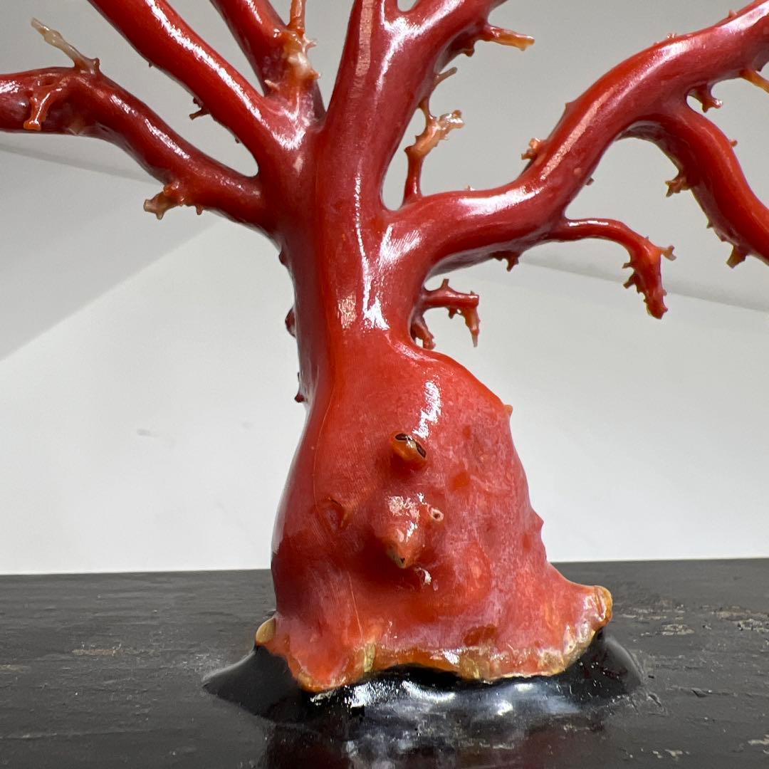 本血赤珊瑚　原木　195g(台込) 最大23.7mmトカコ東な8-0130☆1F