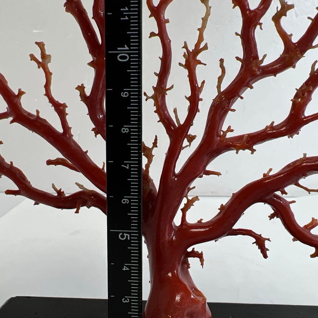 本血赤珊瑚　原木　195g(台込) 最大23.7mmトカコ東な8-0130☆1F