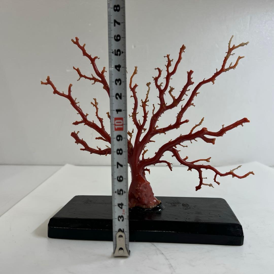 本血赤珊瑚　原木　195g(台込) 最大23.7mmトカコ東な8-0130☆1F