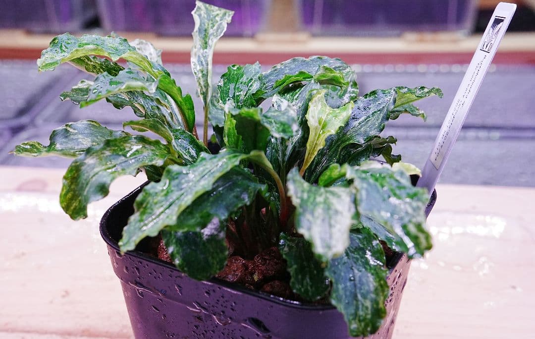 ブセファランドラsp. グリーンウェービー 斑入り バリエガータ　水上葉　無農薬