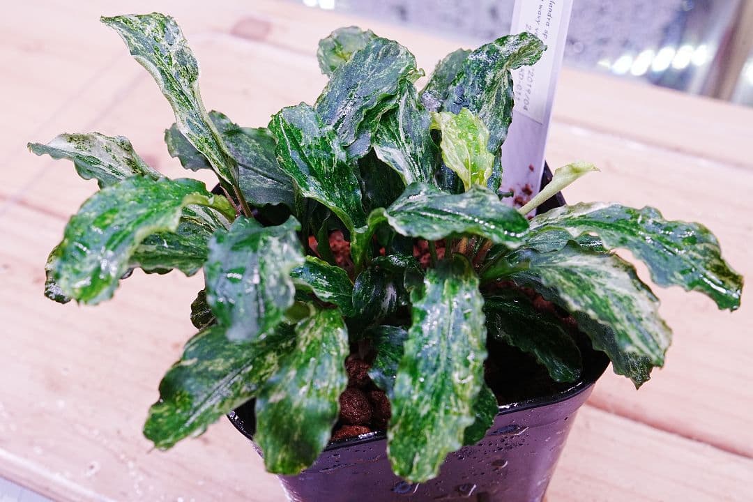 ブセファランドラsp. グリーンウェービー 斑入り バリエガータ　水上葉　無農薬