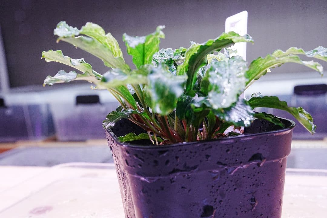 ブセファランドラsp. グリーンウェービー 斑入り バリエガータ　水上葉　無農薬