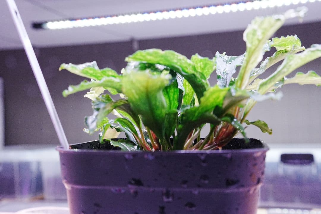 ブセファランドラsp. グリーンウェービー 斑入り バリエガータ　水上葉　無農薬