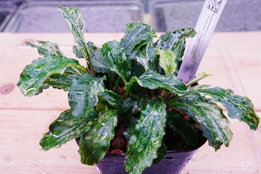 ブセファランドラsp. グリーンウェービー 斑入り バリエガータ　水上葉　無農薬