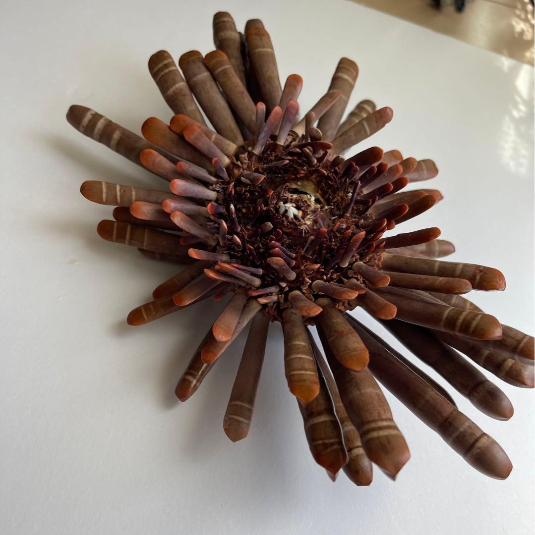 超希少 ‼️ パイプウニ ウニ 貝殻 標本 置物 インテリア