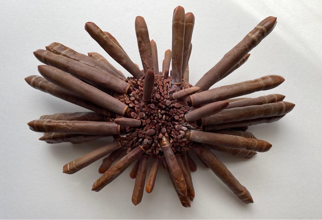 超希少 ‼️ パイプウニ ウニ 貝殻 標本 置物 インテリア