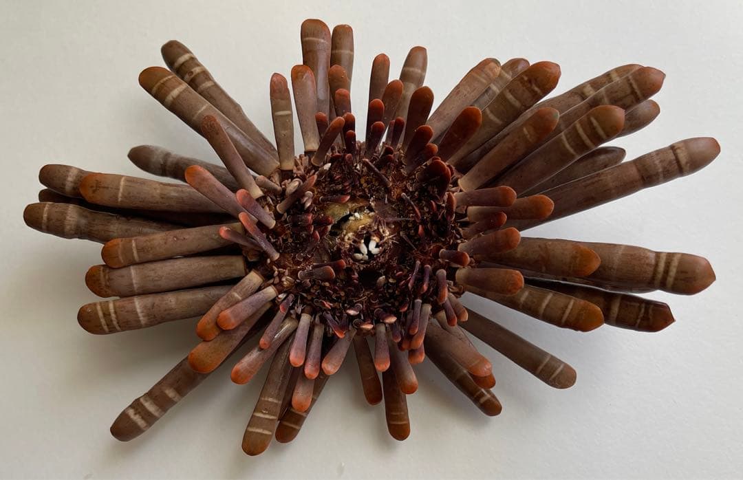 超希少 ‼️ パイプウニ ウニ 貝殻 標本 置物 インテリア