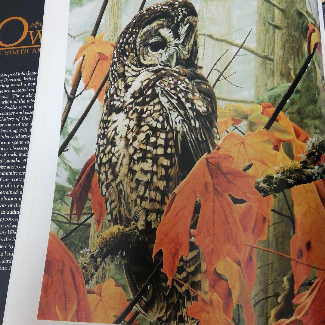 洋書 Jeffrey Whiting's Owls of North America